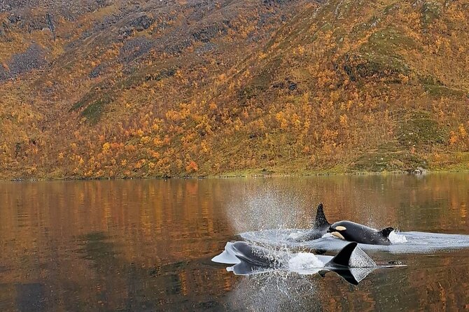 Small group Whale watching - Stop 2 on the water: the fjord search, possible whale types, and changing departure spots