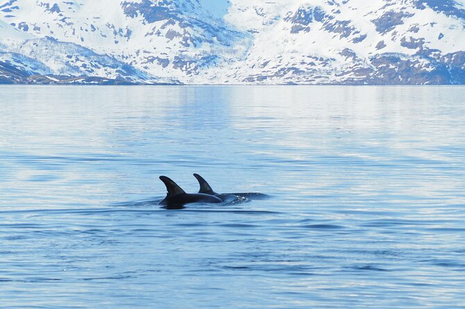 Small group Whale watching - Practical advice for staying warm, seeing more, and staying sane