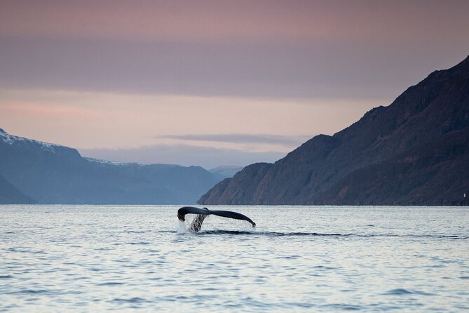 Small Group Whale Watching by RIB - Key highlights worth aiming for