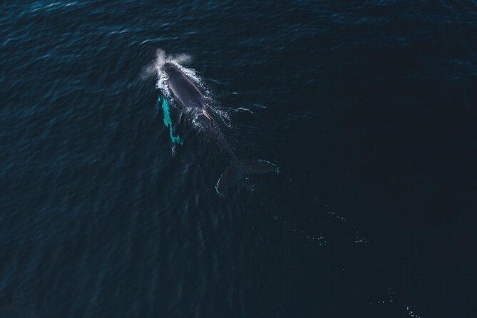 Small Group Whale Watching by RIB - Altafjord whale watching by RIB, timed to where the action is