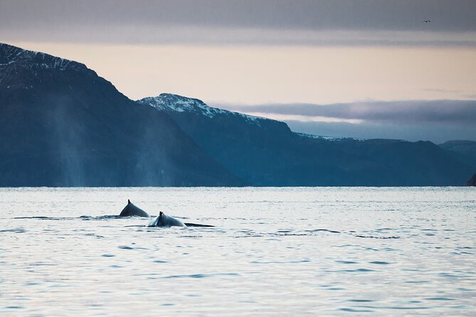 Small Group Whale Watching by RIB - Group size and what it means for your viewing time