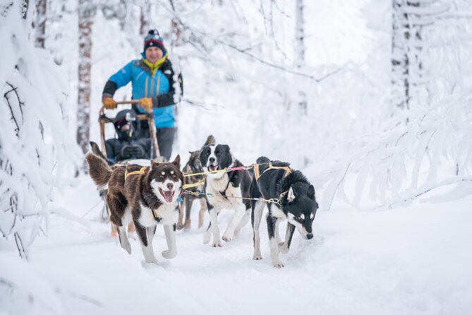 Small scale and Intimate Wilderness Dog Sledding 2h from Tromsø - What You’ll Love Most