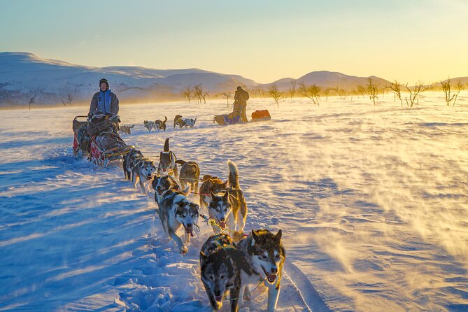 Small scale and Intimate Wilderness Dog Sledding 2h from Tromsø - The Cold-Weather Reality, and How They Help You Handle It