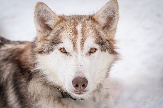 Small scale and Intimate Wilderness Dog Sledding 2h from Tromsø - Lunch by the Bonfire: Simple, Norwegian, and Actually Worth Pausing For