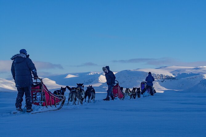 Small scale and Intimate Wilderness Dog Sledding 2h from Tromsø - Who This Tour Fits Best