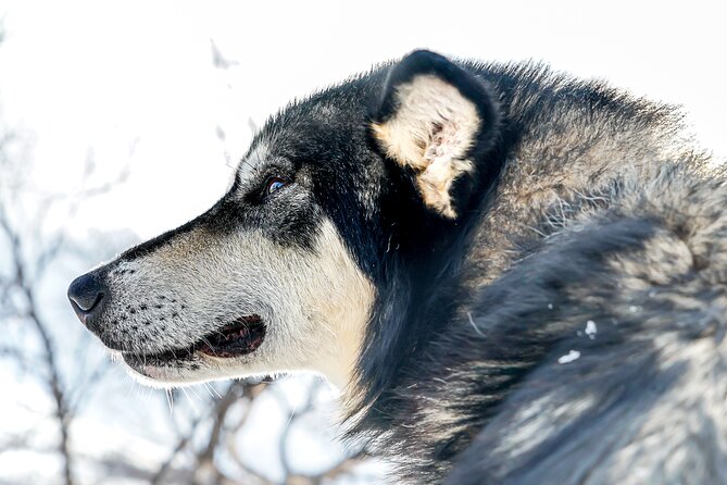 Small scale and Intimate Wilderness Dog Sledding 2h from Tromsø - Your 4.5 Hours, Broken Into Real Stops