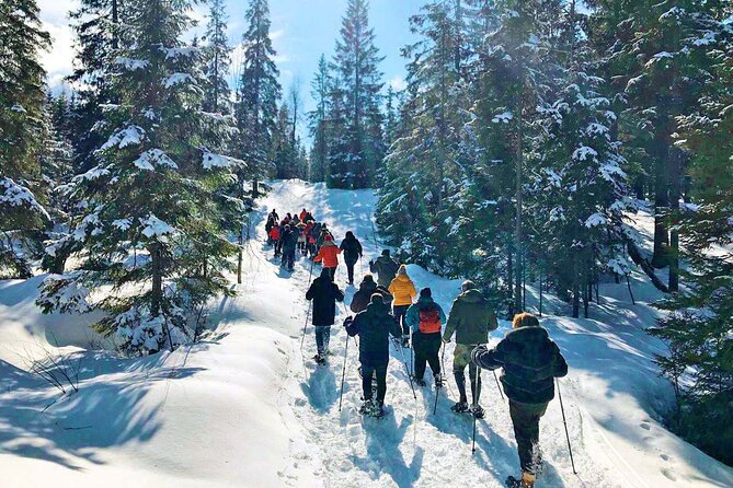 Snowshoe Tour in Winter Wonderland - Oslo - Inside Oslomarka: what you’ll see on the snowy trail