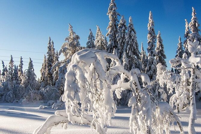 Snowshoe Tour in Winter Wonderland - Oslo - Snowshoe setup and coaching for first-timers