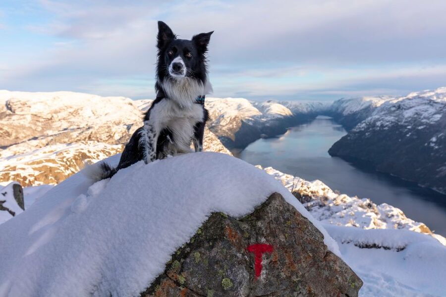Stavanger: Preikestolen Winter Hike + Hot Lunch - The climb to Preikestolen: 2.5 hours of snowy effort, guided well