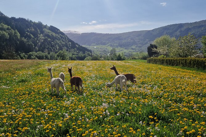 Steim Farm Experience in Vik, Norway - Key things to know before you go