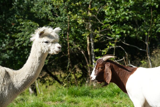 Steim Farm Experience in Vik, Norway - Steim Farm in Vik: what this 1 hour, 10 minute visit is really like