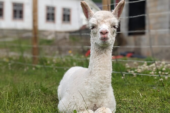 Steim Farm Experience in Vik, Norway - Stop 2: Vikøyri and getting your bearings over the village