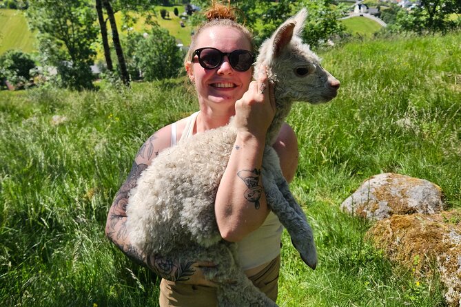 Steim Farm Experience in Vik, Norway - Price and value: why $32.26 can feel like a fair deal in Vik