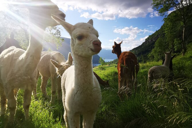 Steim Farm Experience in Vik, Norway - Practical tips for your visit (so the weather and farm shoes don’t ruin your day)