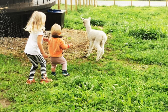 Steim Farm Experience in Vik, Norway - Who should book Steim Farm, and who might skip it
