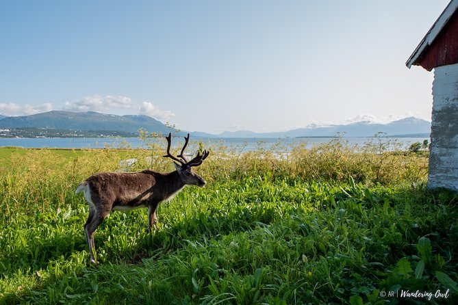 Summer Fjord Road Trip with Citizen Science with Wandering Owl - Timing, meeting point, and how to plan your day