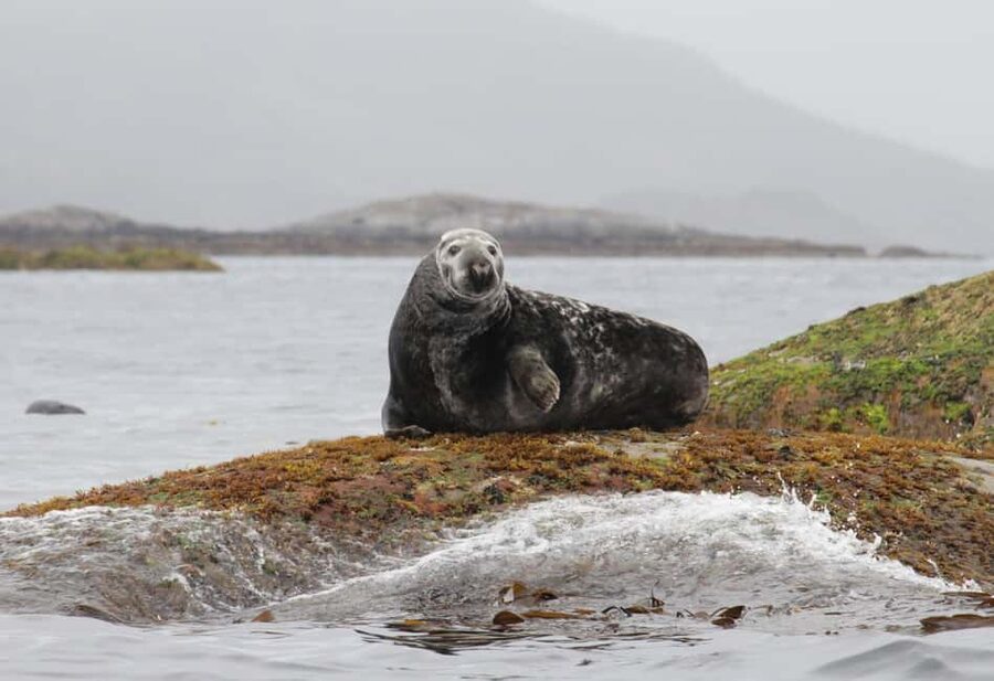 Summer Snorkeling with Grey Seals - Key things that make this grey seal snorkeling work