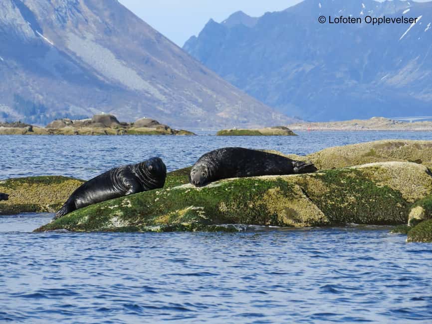Summer Snorkeling with Grey Seals - Water conditions in Lofoten: why visibility is a huge deal