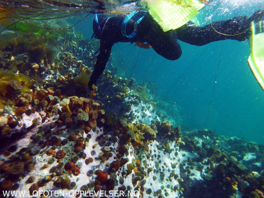 Summer Snorkeling with Grey Seals - The snorkeling window: timing, boat searching, and swim confidence