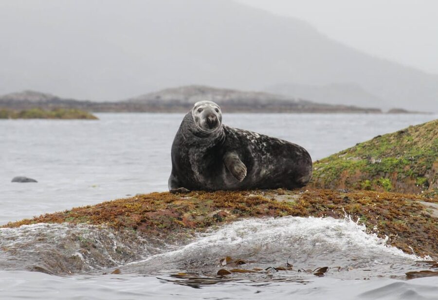 Summer Snorkeling with Grey Seals - Price and value: is $209 per person worth it?