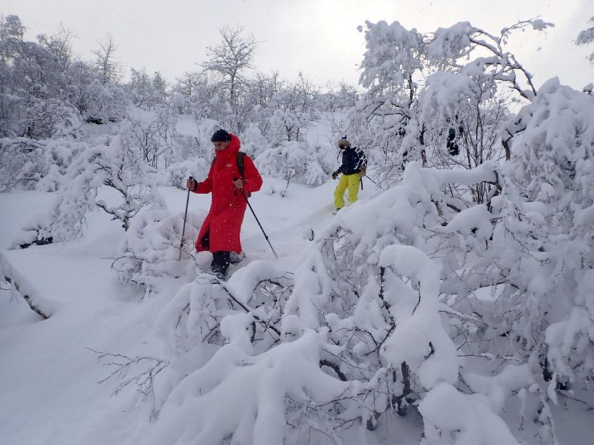 Svolvaer: Half-Day Guided Snowshoeing Tour - Snowshoeing Basics You’ll Feel in the First Half Hour