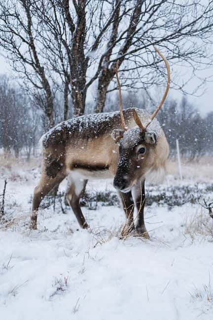 Svolvær: Sami Culture and Reindeer Experience - A day in Svolvær that starts with the road, not the animals