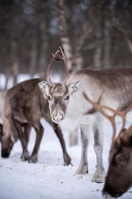 Svolvær: Sami Culture and Reindeer Experience - Reindeer paddock time: what up close really feels like