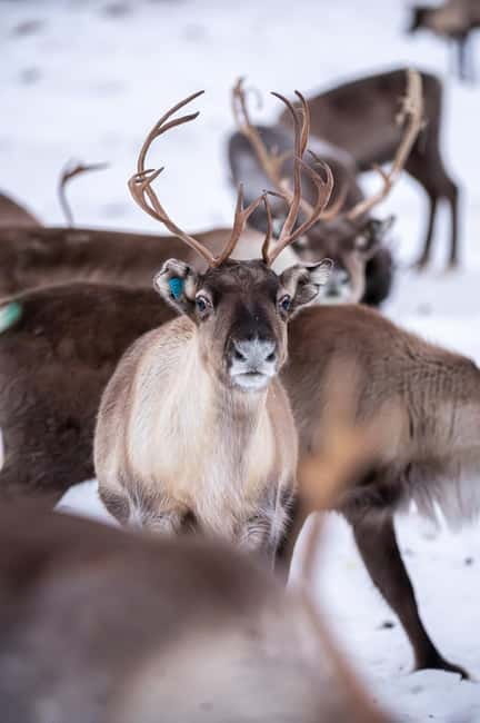 Svolvær: Sami Culture and Reindeer Experience - Feeding and petting tips that will help you enjoy it more