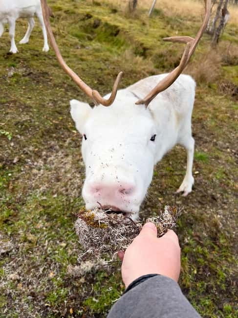 Svolvær: Sami Culture and Reindeer Experience - The food around the fire: what you can count on, and what changes