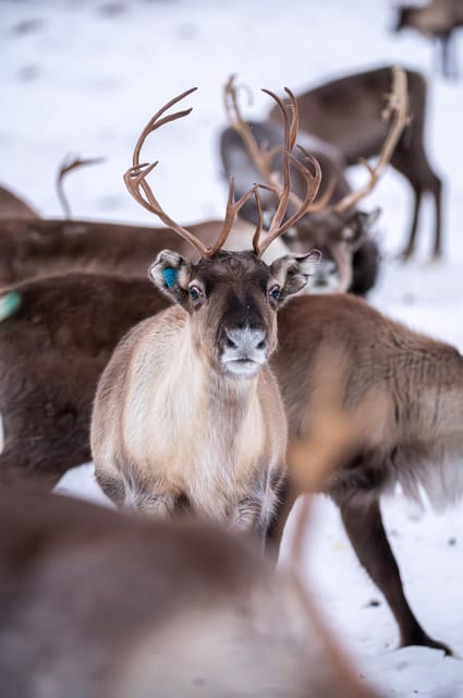 Svolvær: Sami Culture and Reindeer Experience - How long it really takes, and how the timing affects the mood