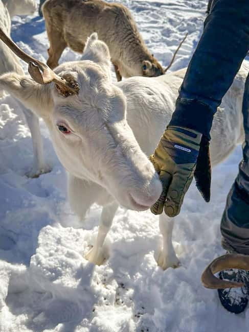 Svolvær: Sami Culture and Reindeer Experience - What makes the guide experience stand out