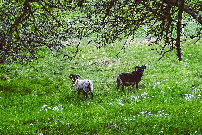 Taste of the Fjord Guided Food Tasting Experience in Flåm - Should You Book the Taste of the Fjord in Flåm?