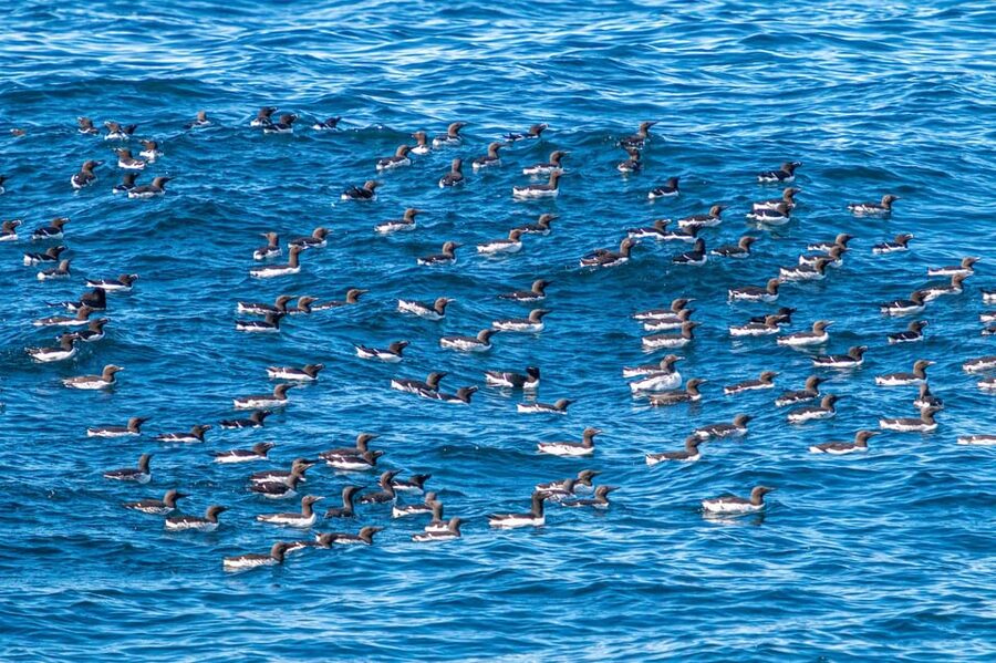 The Bird Safari Tour - From the cruise pier to the North Cape bird cliffs