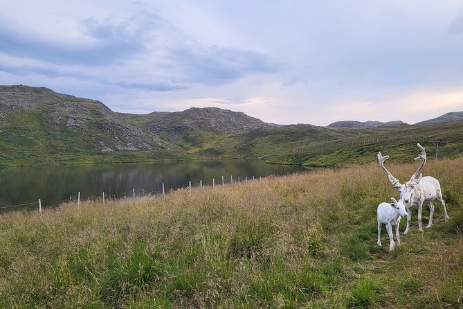 The North cape and the King crab - Key things to know before you go