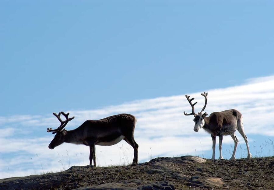 The North Cape Midnight Tour - Key highlights worth your attention