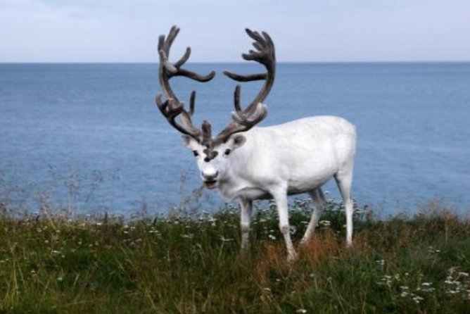 The North Cape, Reindeer and Sami Families Tour - FAQ