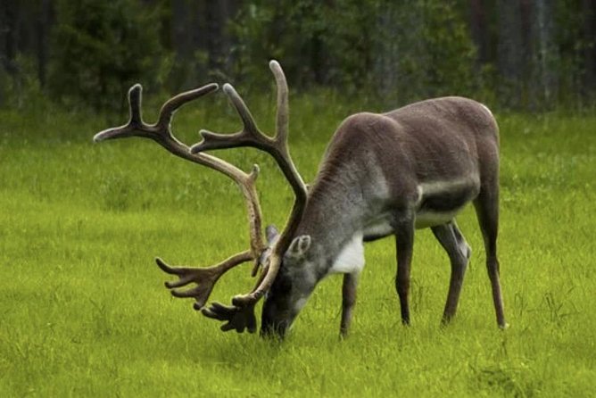 The North Cape, Reindeer and Sami Families Tour - Sami family and reindeer: what you will likely see