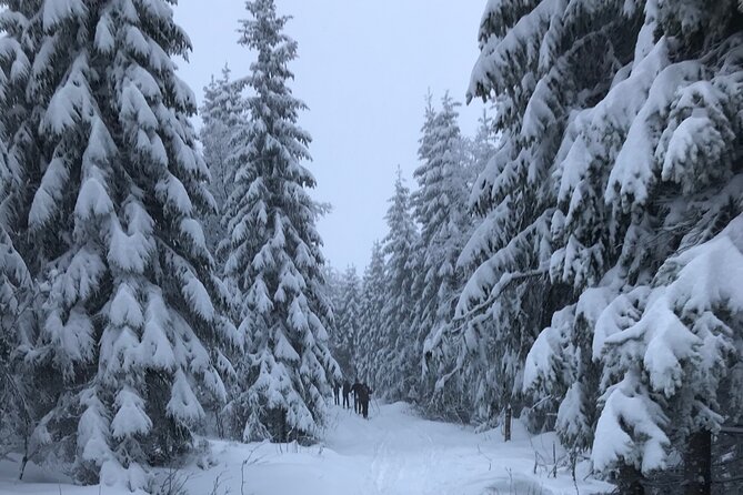 The Ultimate Norwegian Skiing Experience - What the Lesson Feels Like Once You Start Gliding