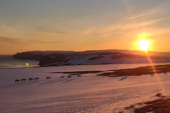 The VIP North Cape Tour - The Scenic Drive With Arctic Stops That Actually Matter
