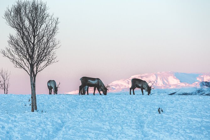 Tour of the authentic fjords of Kvaløya - Who should book this Kvaløya fjords tour (and who should skip it)