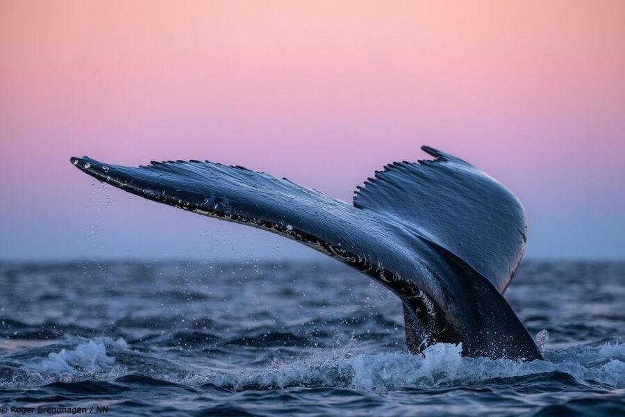 Tromsø: 24hr Northern Lights & Whale Watching Cruise - How the Guides Improve Your Odds (Without Overhyping)