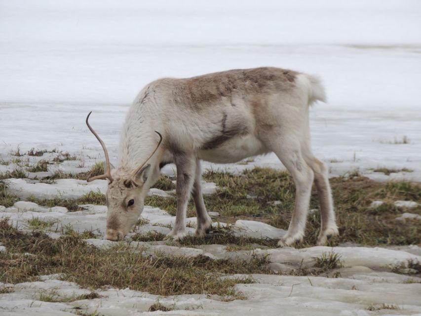 Tromso: All-Inclusive Arctic Fjords and Sommarøy Scenic Tour - Sommarøy: white sand views and lunch with the locals