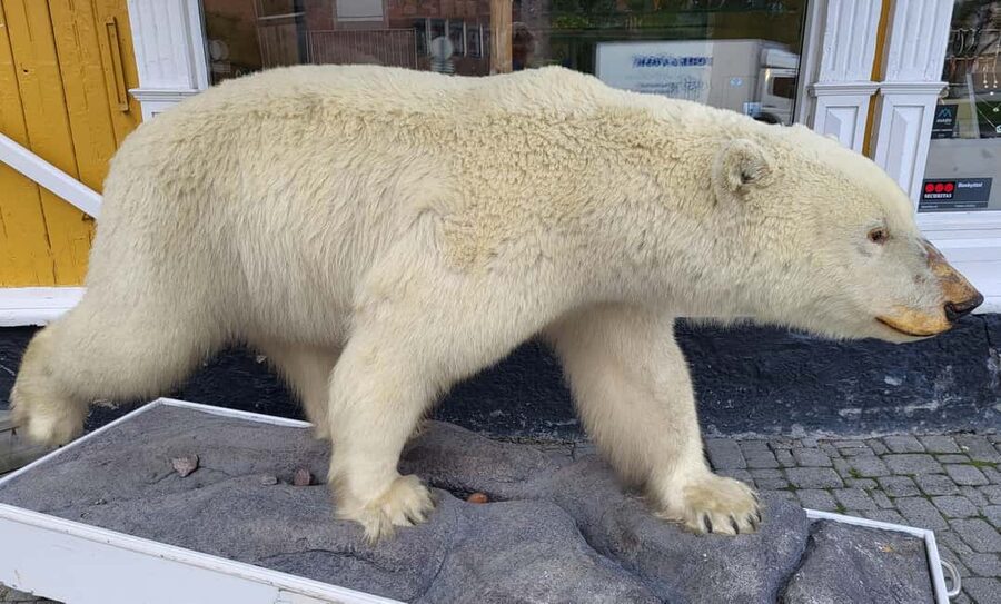 Tromsø: Arctic Cathedral and Tromsø Treasures walking tour - Price and Value: What You Get for $67