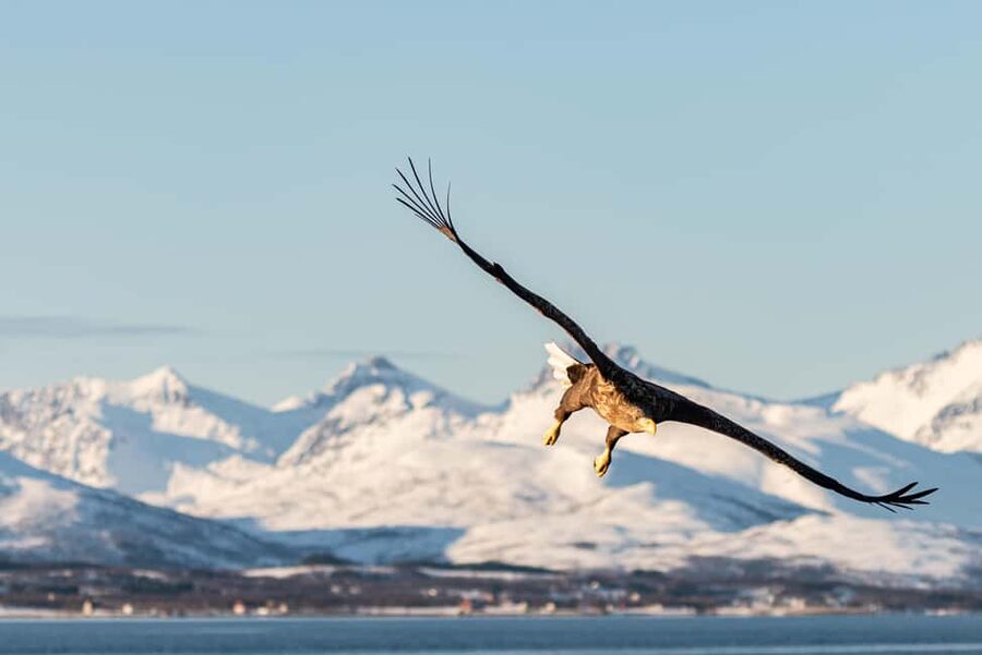 Tromsø: Arctic Fjord Cruise & Fishing Experience - The extra winter photo stop and a sunrise moment for winter light