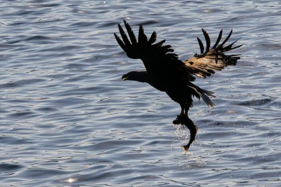Tromsø: Arctic Fjord Cruise & Fishing Experience - Wildlife spotting: what to keep your eyes on