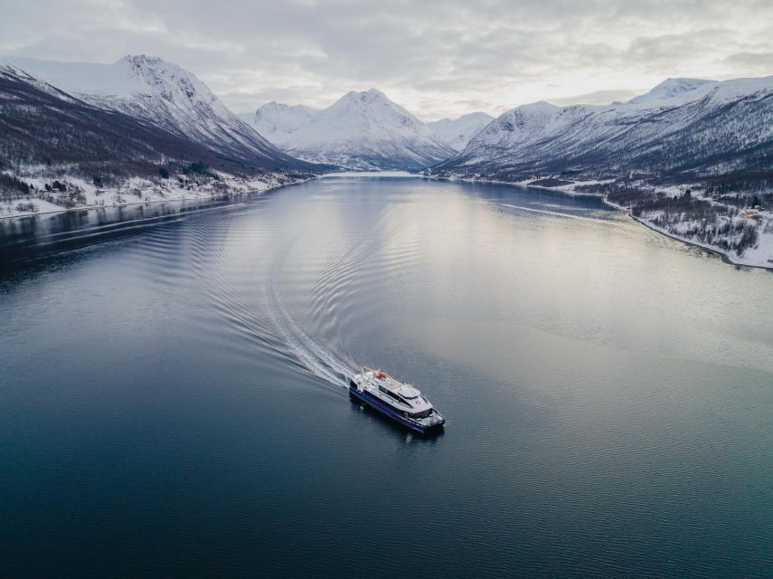 Tromsø: Arctic Fjord Cruise in Polar Landscapes - Wildlife spotting with real-time guidance: sea eagles, seals, foxes, and more