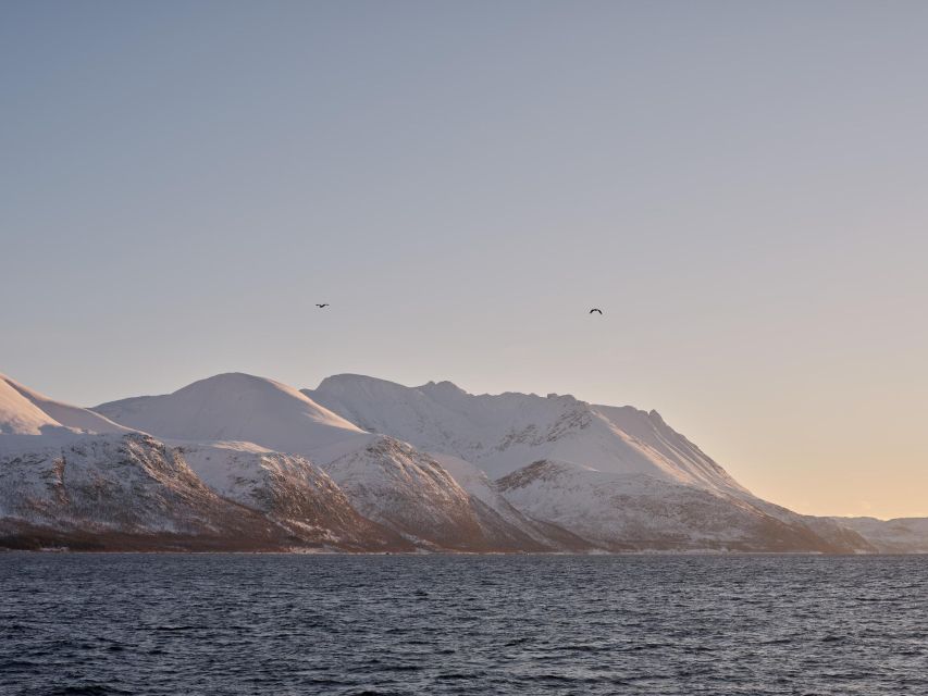 Tromsø: Arctic Fjord Cruise in Polar Landscapes - Warm drinks, local treats, and the onboard quiz