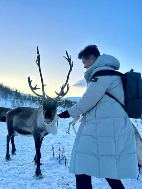 Tromsø: Arctic fjord sightseeing, Reindeer feeding and lunch - Key points worth knowing