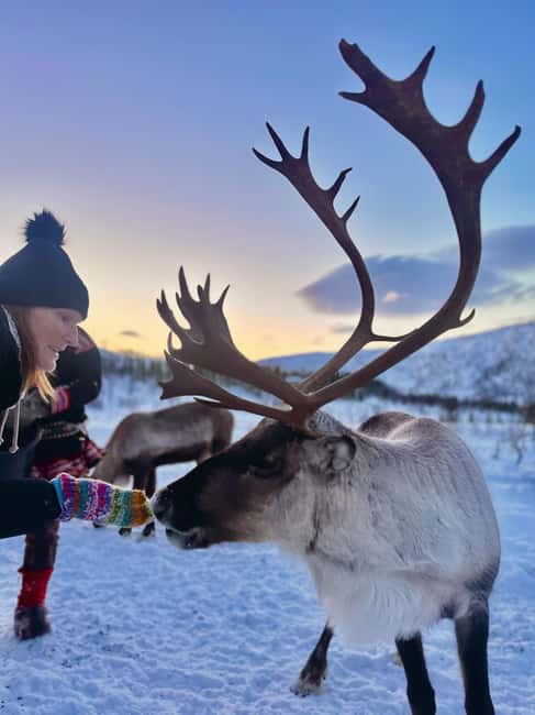 Tromsø: Arctic fjord sightseeing, Reindeer feeding and lunch - Kvaløya Island in one day, without the puzzle pieces