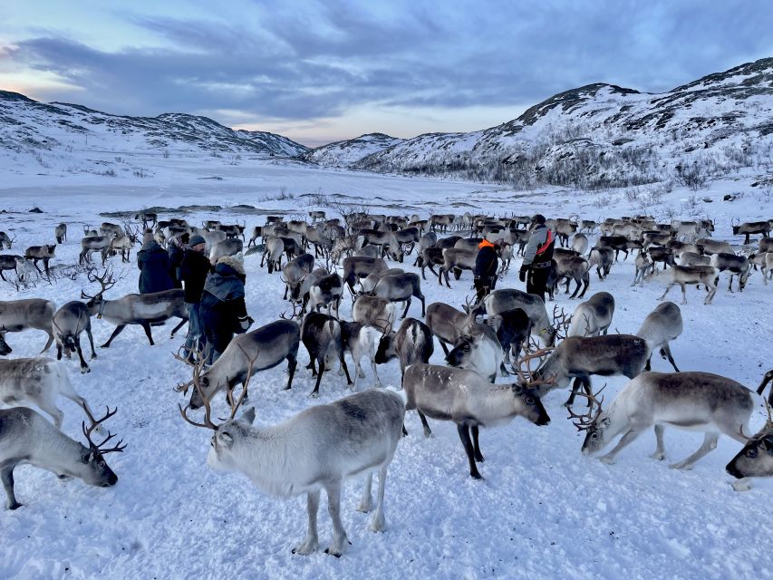 Tromsø: Arctic fjord sightseeing, Reindeer feeding and lunch - Kattfjordeidet photo stop: when timing beats effort